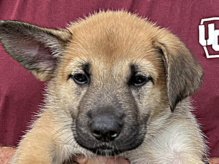 chinook puppy